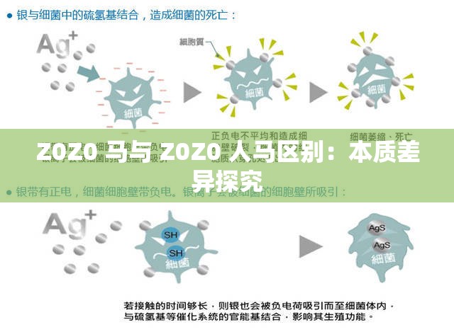 Z0Z0 马与 Z0Z0 人马区别：本质差异探究