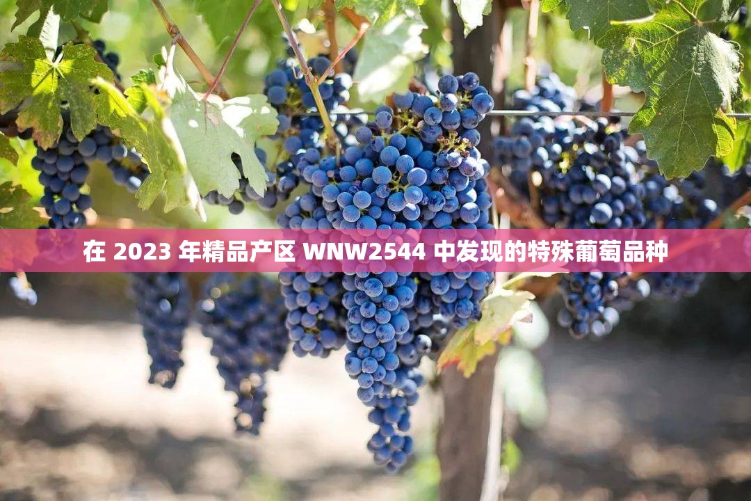 在 2023 年精品产区 WNW2544 中发现的特殊葡萄品种