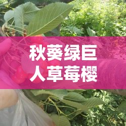 秋葵绿巨人草莓樱桃榴莲污的奇妙组合与别样魅力