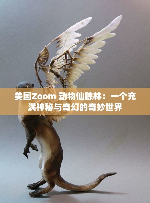 美国Zoom 动物仙踪林：一个充满神秘与奇幻的奇妙世界