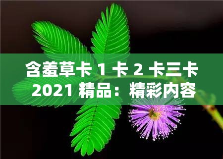 含羞草卡 1 卡 2 卡三卡 2021 精品：精彩内容不容错过