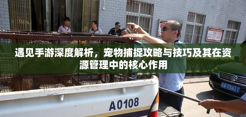 遇见手游深度解析，宠物捕捉攻略与技巧及其在资源管理中的核心作用