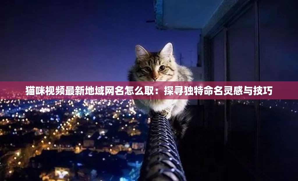 猫咪视频最新地域网名怎么取：探寻独特命名灵感与技巧