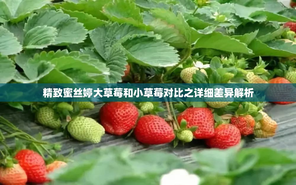 精致蜜丝婷大草莓和小草莓对比之详细差异解析