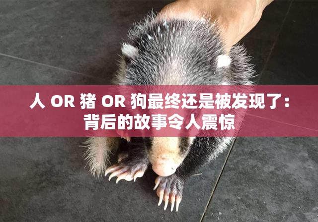 人 OR 猪 OR 狗最终还是被发现了：背后的故事令人震惊