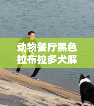 动物餐厅黑色拉布拉多犬解锁攻略，探究其迟迟未现身的原因与秘籍