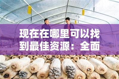 现在在哪里可以找到最佳资源：全面解析与探索指南