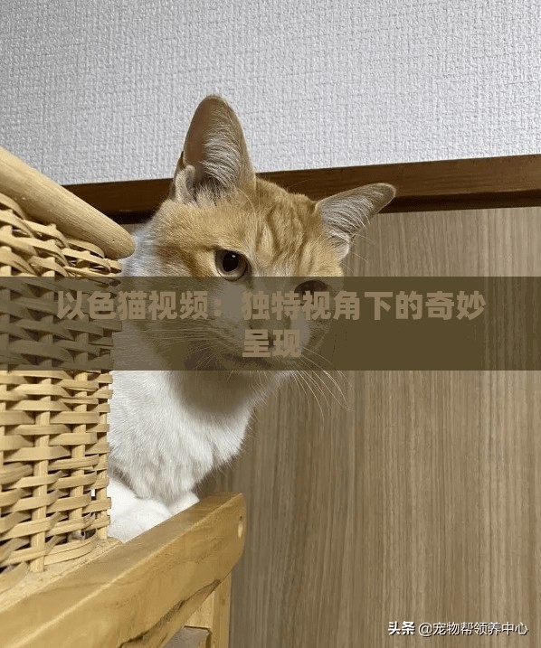 以色猫视频：独特视角下的奇妙呈现