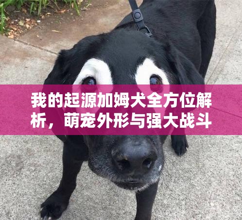 我的起源加姆犬全方位解析，萌宠外形与强大战斗力并存