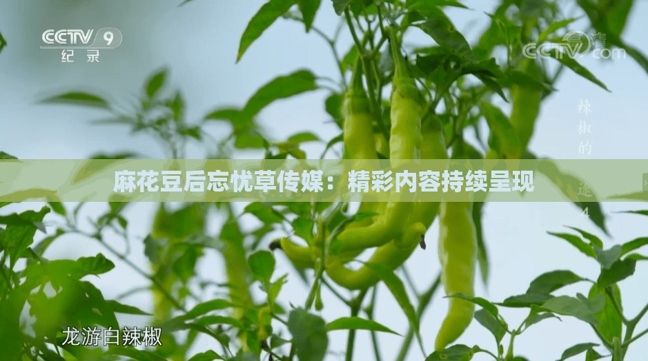 麻花豆后忘忧草传媒：精彩内容持续呈现