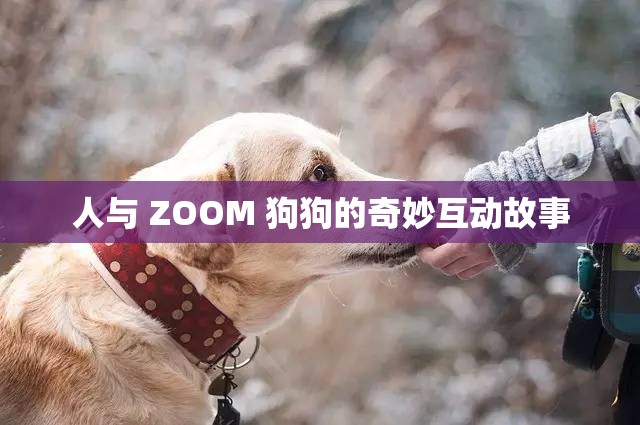 人与 ZOOM 狗狗的奇妙互动故事