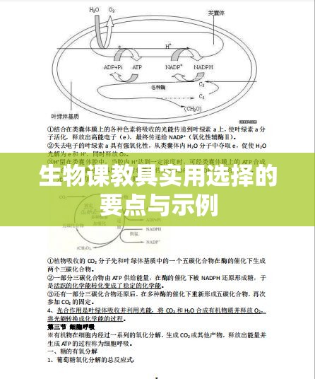 生物课教具实用选择的要点与示例