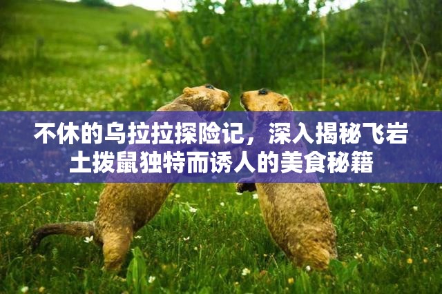 不休的乌拉拉探险记，深入揭秘飞岩土拨鼠独特而诱人的美食秘籍