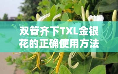 双管齐下TXL金银花的正确使用方法是什么？如何充分发挥其功效？