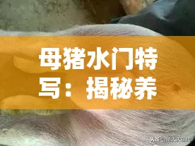 母猪水门特写：揭秘养殖场中母猪健康管理的细节与重要性