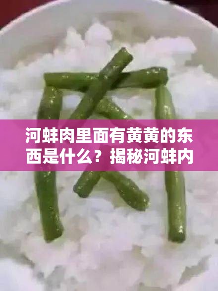 河蚌肉里面有黄黄的东西是什么？揭秘河蚌内部黄色物质的真相与食用安全