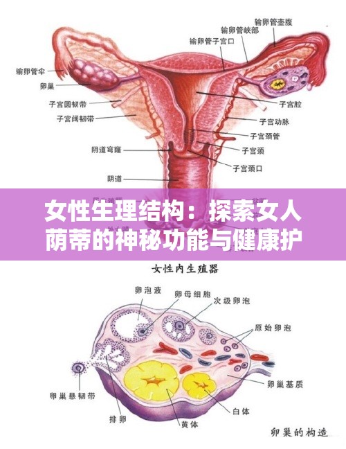 女性生理结构：探索女人荫蒂的神秘功能与健康护理视频指南